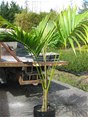 Howea Forestriana "Kentia Palm"